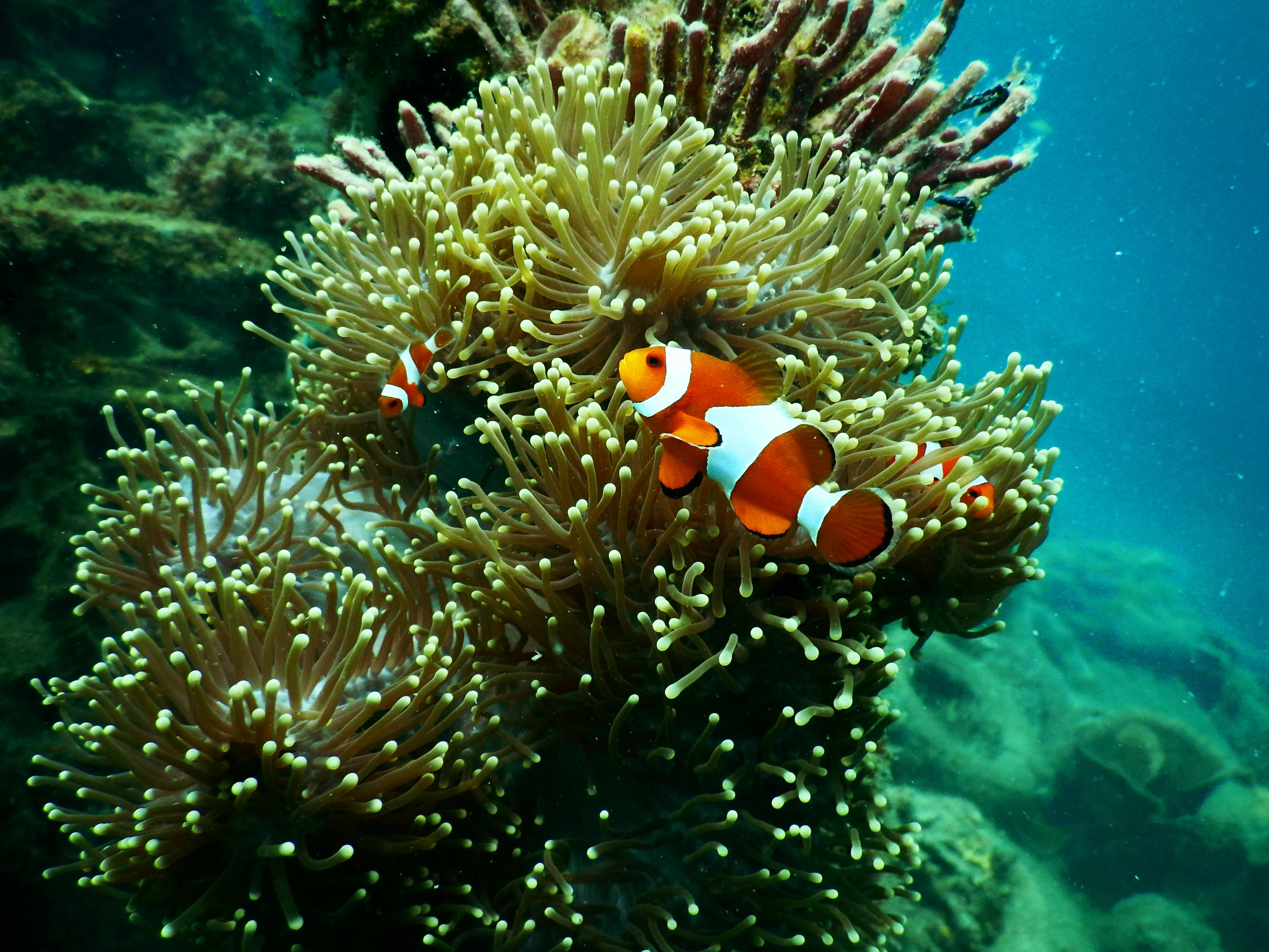 Coral Reefs: The Rainforests of the Sea